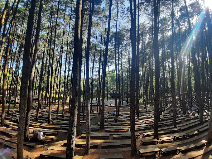 Hutan Pinus Mangunan, Imamudin Ahmad
